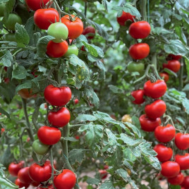 Гранада F1 семена томата индет. раннего 68-70 дн. окр. 250-280 гр. красный (Manier)