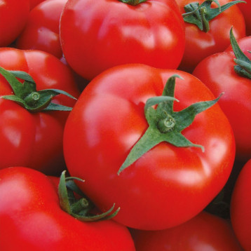 Шахмат F1 насіння томату індет. раннього окр. 220-240 гр. червоний (Manier)