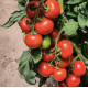 Канакан F1 семена томата индет. раннего окр. 220-280 гр. красный (Manier)