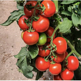 Канакан F1 насіння томату індет. раннього окр. 220-280 гр. червоний (Manier)