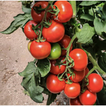 Канакан F1 насіння томату індет. раннього окр. 220-280 гр. червоний (Manier)