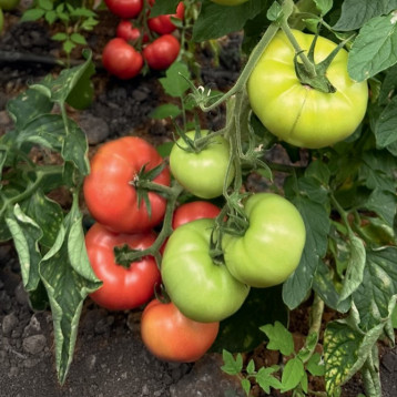 Пикассо F1 семена томата индет. раннего 65-70 дн. окр.-припл. 240-280 гр. розовый (Manier)