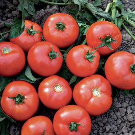 Оскар F1 насіння томату дет. раннього 60-65 дн. окр. 250-300 гр. червоний (Manier)