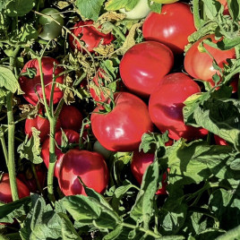 Барселона F1 семена томата дет раннего 65-70 дн окр 220-280 гр розовый (Manier)