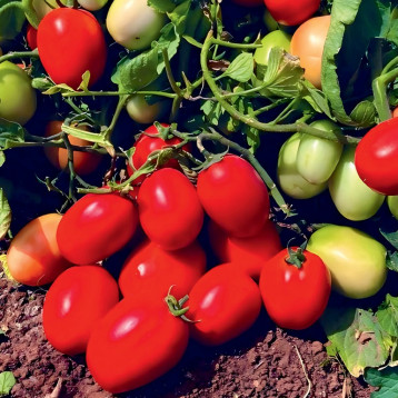 Супра F1 семена томата дет среднего 80-85 дн слив 100-120 гр красный (Manier)