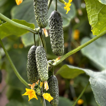 Моджо F1 насіння огірка корнішону партенокарп. раннього 10-12 см (Manier)