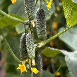 Моджо F1 семена огурца корнишона партенокарп. раннего 10-12 см (Manier)