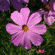 Вега розовая семена космеи 40-50см (Hem Zaden)