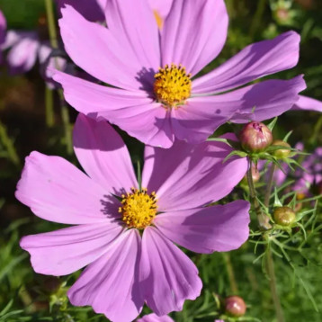 Вега рожева насіння космеї 40-50см (Hem Zaden)