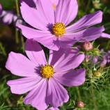 Вега розовая семена космеи 40-50см (Hem Zaden)