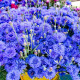 Синяя Диадема семена василька махрового (Hem Zaden)