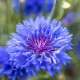 Синяя Диадема семена василька махрового (Hem Zaden)
