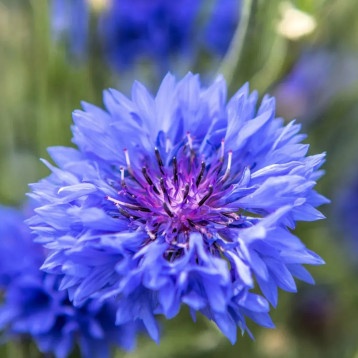 Синяя Диадема семена василька махрового (Hem Zaden)