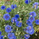 Синя Діадема насіння волошки махрової (Hem Zaden)