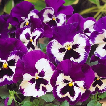 Матрікс F1 purple white насіння віоли 20см (Pan American)