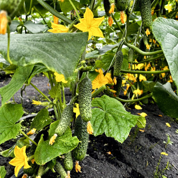 Міраж F1 насіння огірка корнішону партенокарп. раннього 10-13 см (Manier)