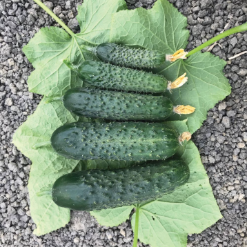 Спінтор F1 насіння огірка корнішону партенокарп. раннього 9-12 см (Manier)