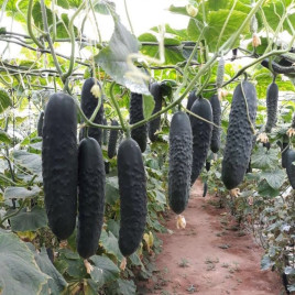 Алпагу F1 семена огурца партенокарп. раннего 15-17 см (Manier)