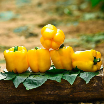 Ібіца F1 насіння перцю солодкого тип Блочний середнього 75-80 дн. 250-300 гр. 10х11см 9-10мм зел./жовт. (Manier)