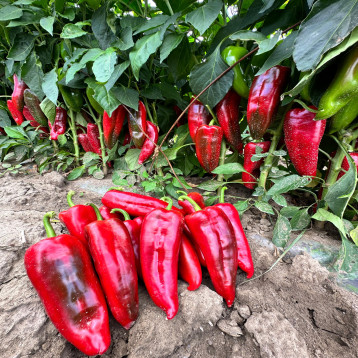 Милано F1 семена перца сладкого тип Каппи раннего 60-65 дн. 160-210 гр. 20х7см 6-8мм зел./красн. (Manier)