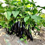 Карадаг F1 семена баклажана раннего 55-60 дн. 300-350 гр. 24-26 см удл.-цил. (Manier)
