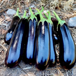 Кардинал F1 семена баклажана раннего 57-60 дн. 250-300 гр. 24-26 см удл.-цил. (Manier)