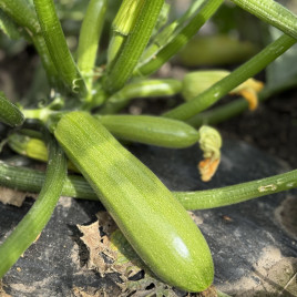 Фенси F1 семена кабачка раннего 18-21 см светло-зеленого (Manier)