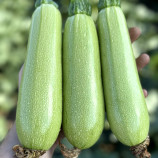 Фенди F1 семена кабачка раннего 18-20 см светло-зеленого (Manier)