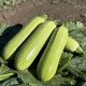 Фенді F1 насіння кабачка раннього 18-20 см світло-зеленого (Manier)