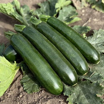 Андорра F1 насіння цукіні раннього 19-23 см темно-зеленого (Manier)