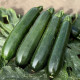 Андорра F1 насіння цукіні раннього 19-23 см темно-зеленого (Manier)