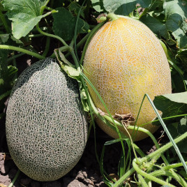 Сицилия F1 семена дыни тип Ананас ранней 60-65 дн. 2,5-4 кг овал. оран./крем. (Manier)