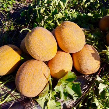 Адриатика F1 семена дыни тип Галия ранней 60-65 дн. 2,5-3,5 кг окр. оран./крем. (Manier)