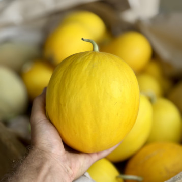 Сан Канария F1 семена дыни тип Канарская желтая ранней 60-65 дн. 1,5-2 кг окр. желт./бел. (Manier)