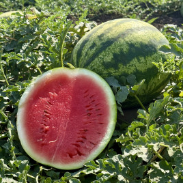 Соник F1 семена арбуза тип кр.св. раннего 50-55 дн. 7-9 кг окр. (Manier)