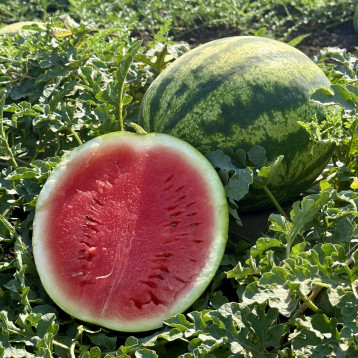 Сонік F1 насіння кавуна тип кр.св. раннього 50-55 дн. 7-9 кг окр. (Manier)