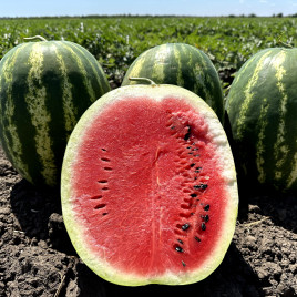 Атакан F1 семена арбуза тип кр.св. раннего 60-65 дн. 10-12 кг овал. (Manier)