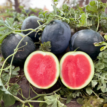 Стелс F1 насіння кавуна безнасінного тип Шуга Бебі раннього 63-65 дн. 5-7 кг окр. (Manier)