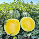 Сан Єллоу F1 насіння кавуна безнасінного тип Тайгер раннього 60-65 дн. 4-5 кг окр. жовт. (Manier)