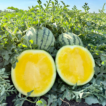 Сан Еллоу F1 семена арбуза бессемянного тип Тайгер раннего 60-65 дн. 4-5 кг окр. желт. (Manier)