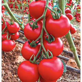 Лугано F1 насіння томату індет. окр. 130-140 гр. червоний (Manier)