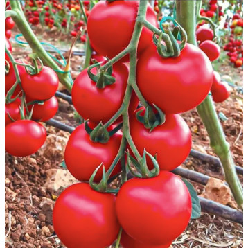 Лугано F1 насіння томату індет. окр. 130-140 гр. червоний (Manier)