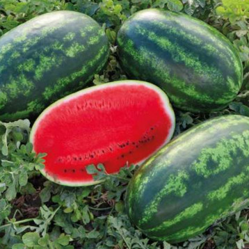 Бачата F1 семена арбуза тип кр.св. среднего 70-75 дн. 12-16 кг овал. (Cora Seeds)
