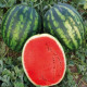 Меренга F1 насіння кавуна тип кр.св. раннього 60-65 дн. 11-13 кг окр. (Cora Seeds)