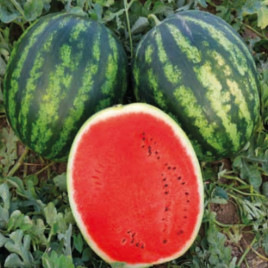 Меренга F1 семена арбуза тип кр.св. раннего 60-65 дн. 11-13 кг окр. (Cora Seeds)