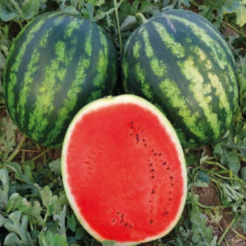 Меренга F1 насіння кавуна тип кр.св. раннього 60-65 дн. 11-13 кг окр. (Cora Seeds)