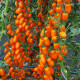 Одат F1 семена томата индет. черри раннего перцев. 15-18 гр. оранж. (Moravoseed)