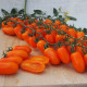 Одат F1 насіння томату індет. чері раннього перцев. 15-18 гр. помаранч. (Moravoseed)