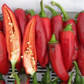 Харизма F1 семена перца горького тип Паприка раннего 60 дн. конич. 50-60 гр. 15х3см зел./красн. (Spark Seeds)