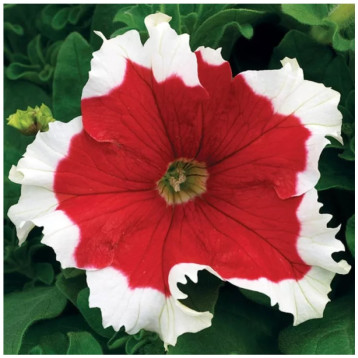 Фрост F1 fire насіння петунії грандіфлора 25-30см (Syngenta)